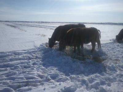 Cows Eat in Snow 1