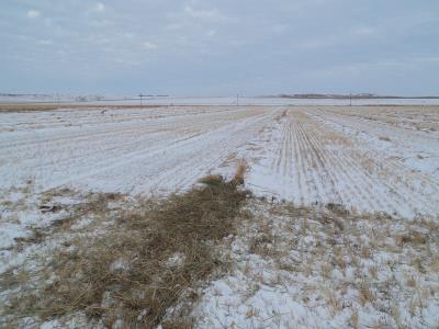 Cover Crop Swaths for Grazing