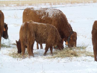 Cows Eat in Snow 2