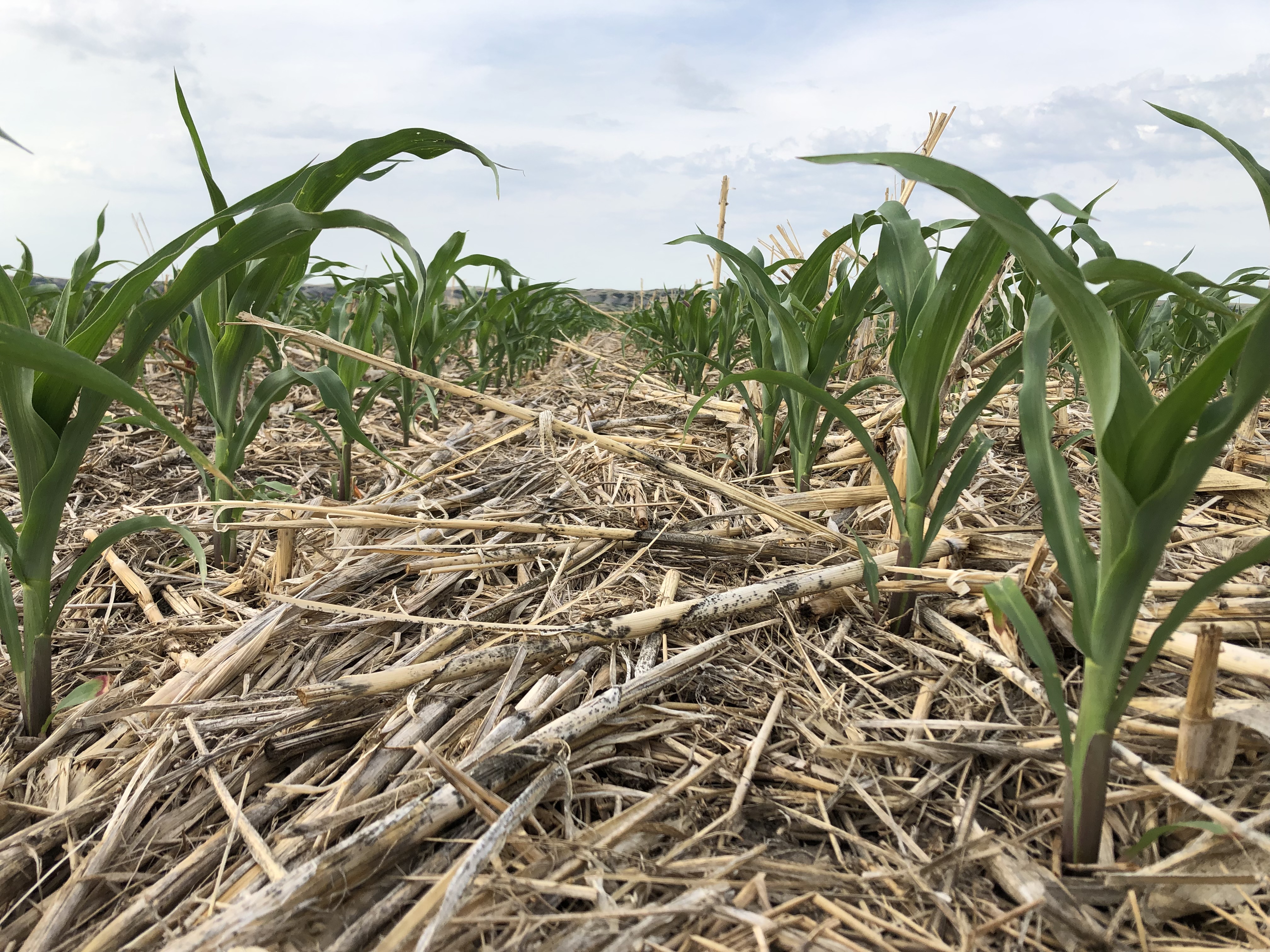 No-till corn at Dakota Lakes Research Farm